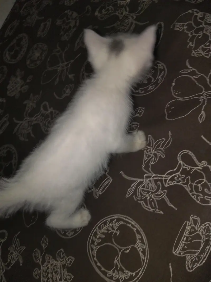 white persian Female kitten — photo 2