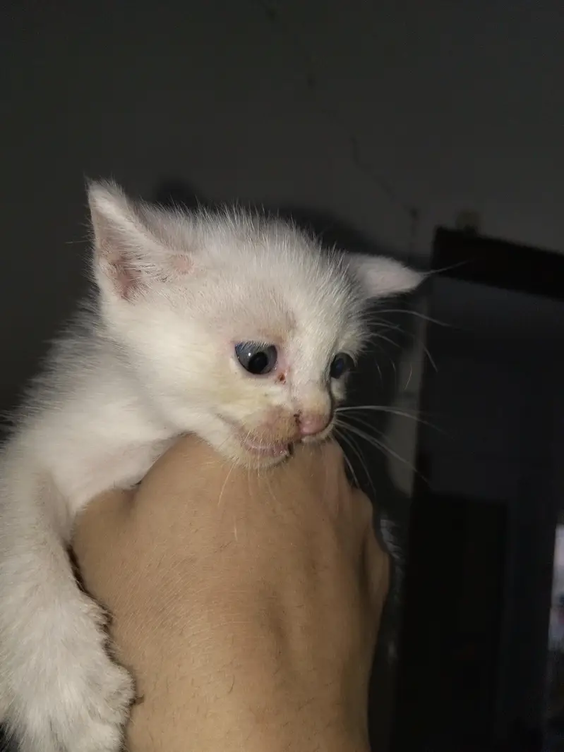white persian Female kitten — photo 3