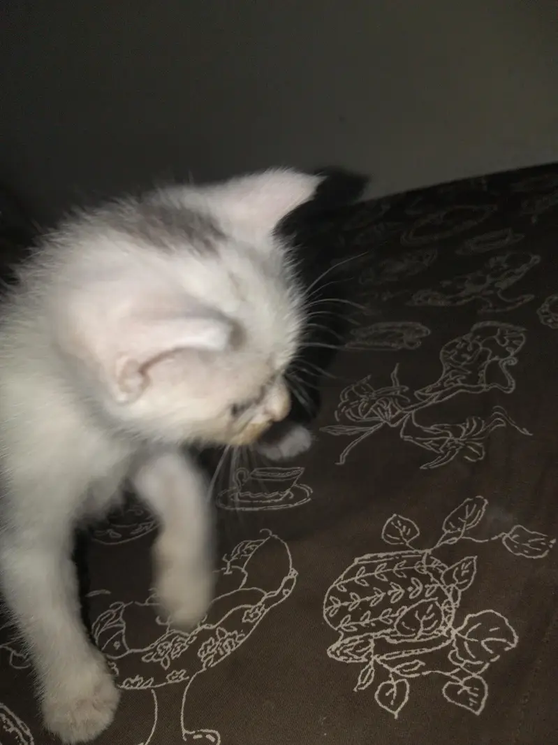 white persian Female kitten — photo 4