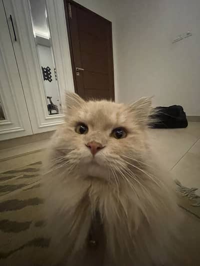2 year old persian cat