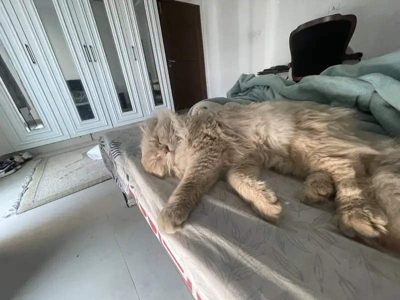 2 year old persian cat — photo 2