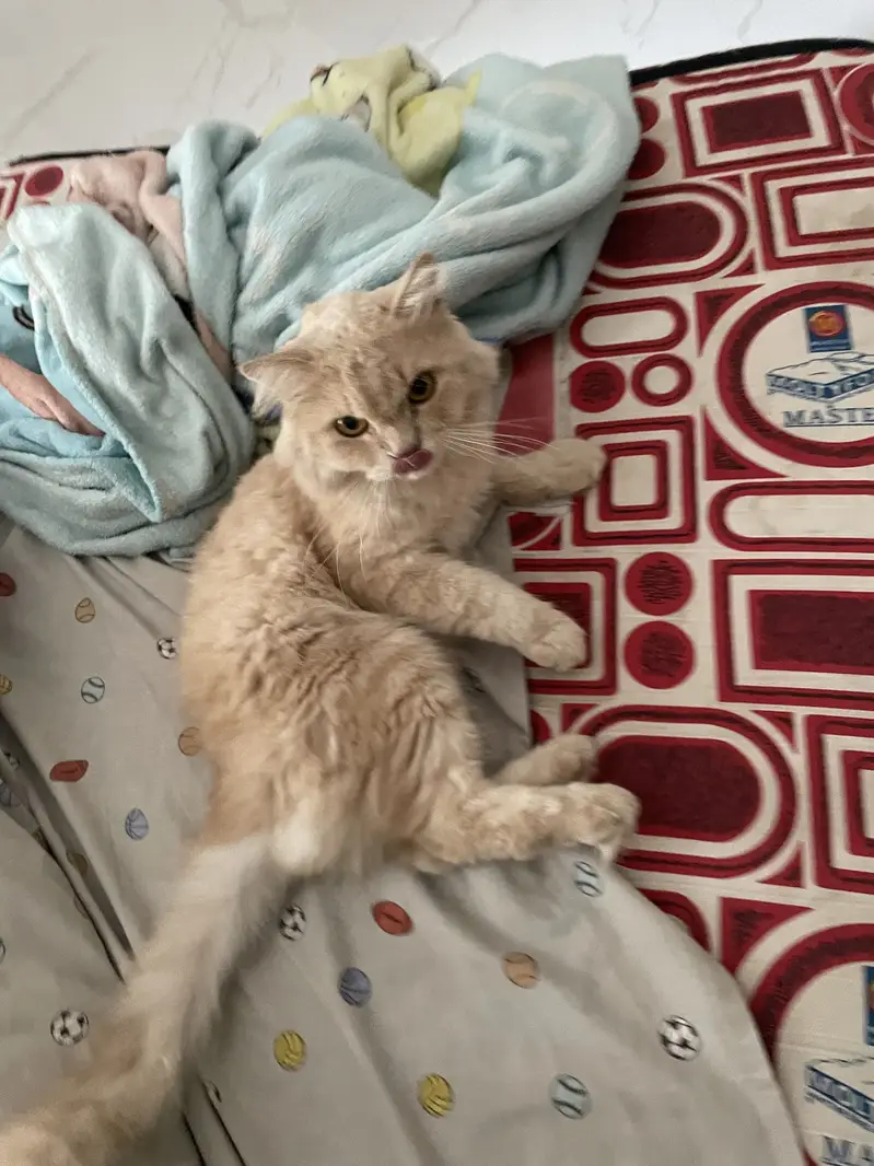 2 year old persian cat — photo 3