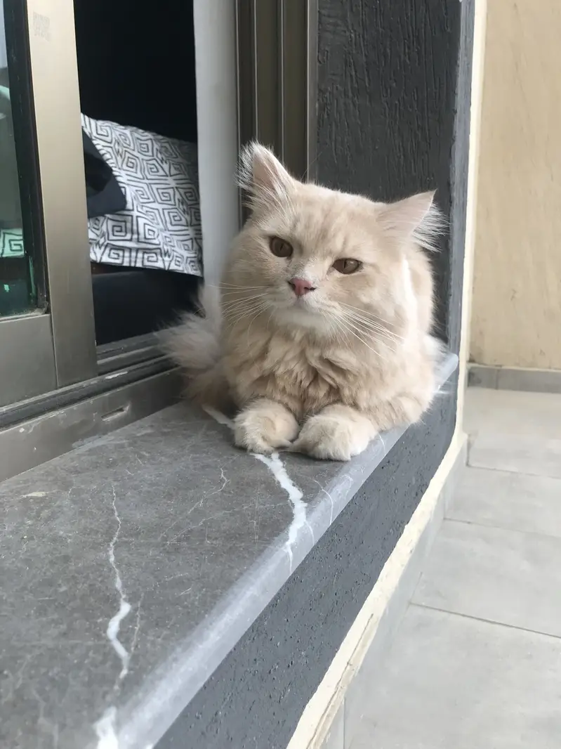 2 year old persian cat — photo 4