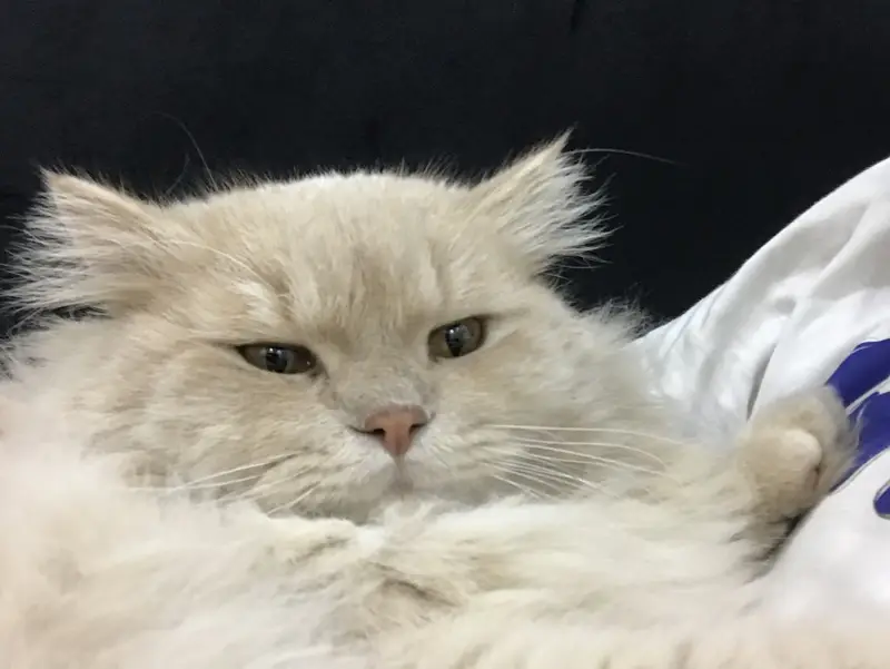 2 year old persian cat — photo 5