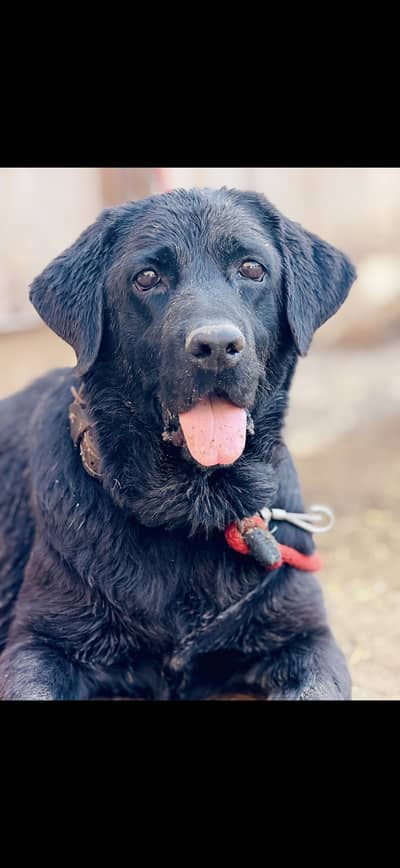 Female labra dog .  contact number (03368142217)