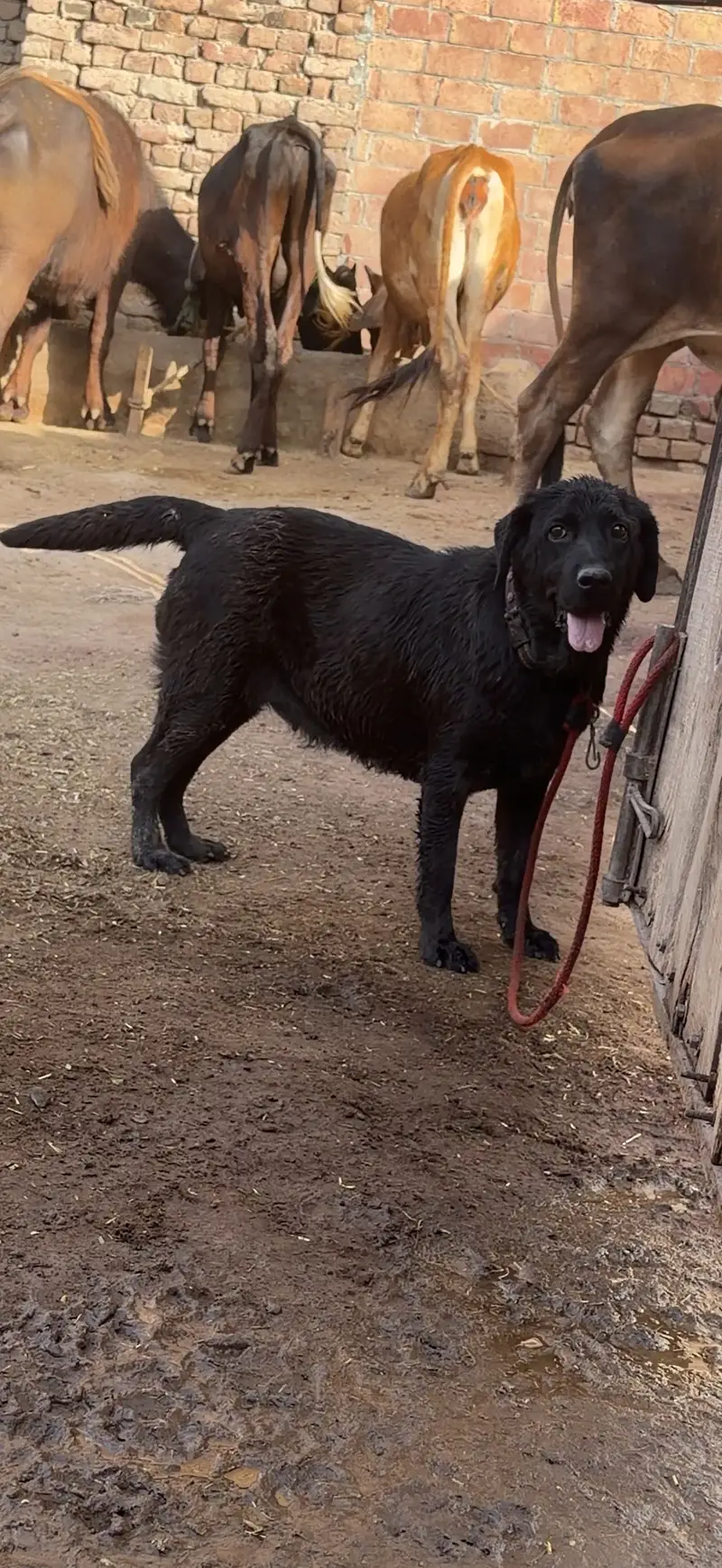 Female labra dog .  contact number (03368142217) — photo 2