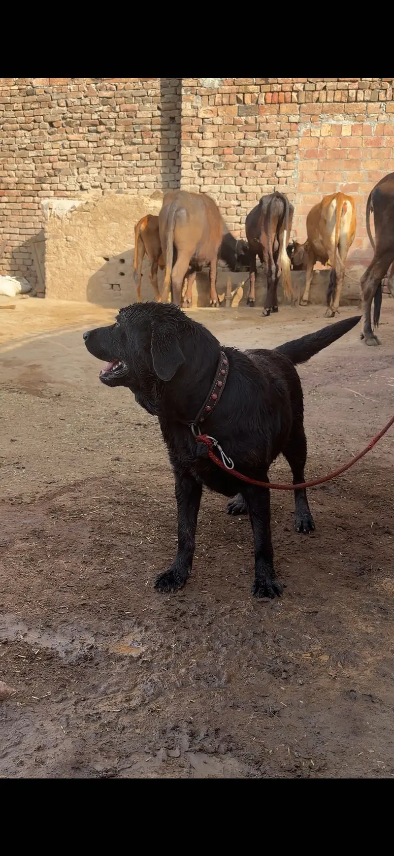 Female labra dog .  contact number (03368142217) — photo 3