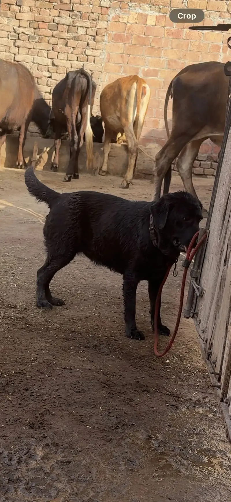 Female labra dog .  contact number (03368142217) — photo 4
