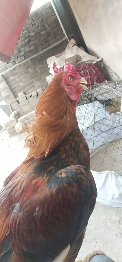 aseel murga for sale