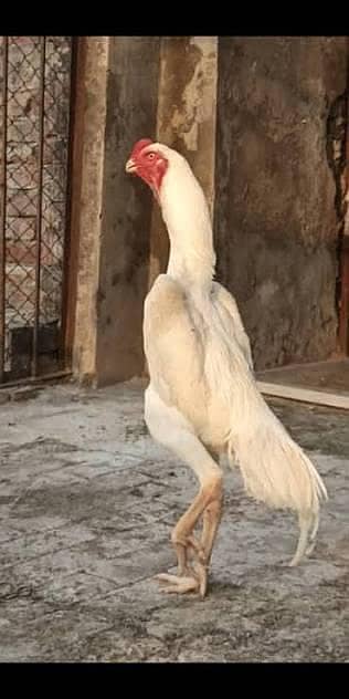 Pure o shamo
