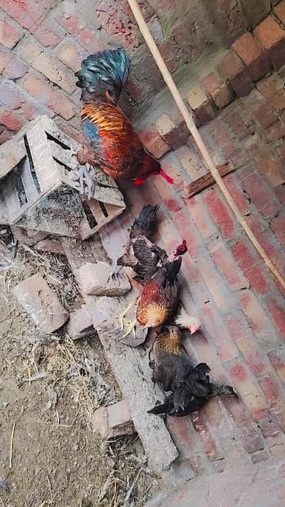 1 cook گھبرو جوان  and 6 others