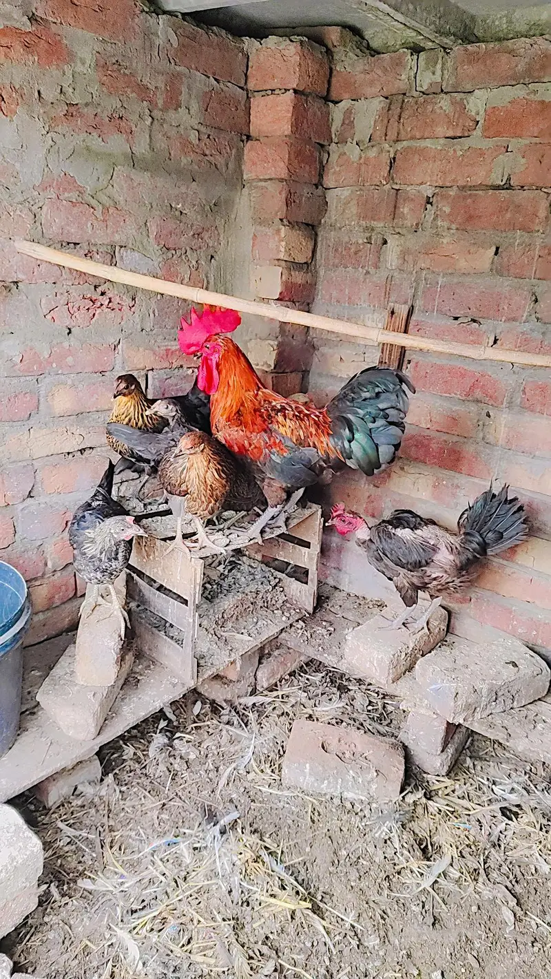 1 cook گھبرو جوان  and 6 others — photo 3