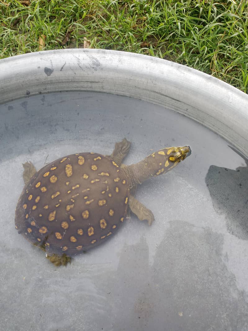 CHOOTA turtle 0
