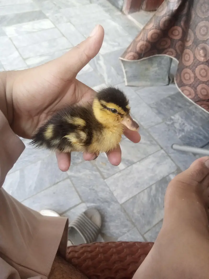 Beautiful Ducklings