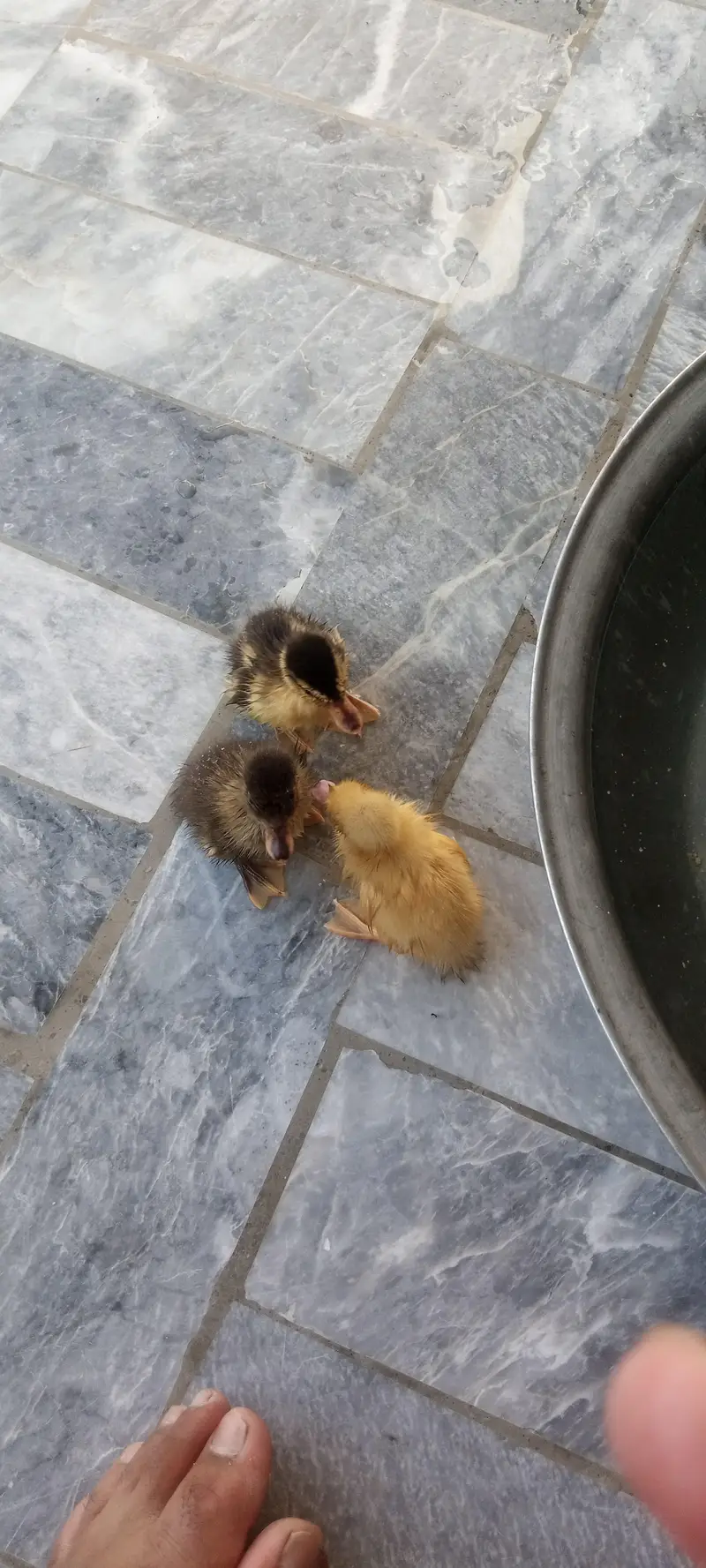 Beautiful Ducklings — photo 2