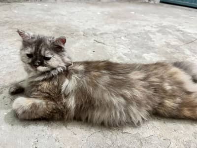 Urgent sell 2 cats