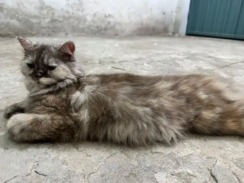 Urgent sell 2 cats — photo 2