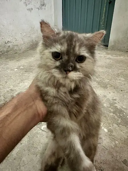 Urgent sell 2 cats — photo 3