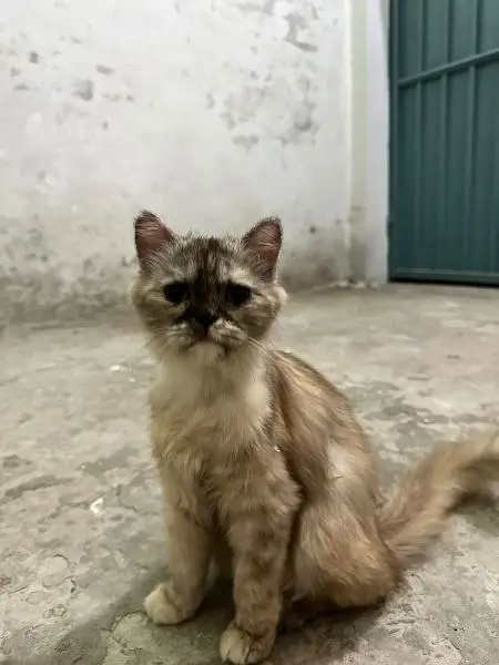 Urgent sell 2 cats — photo 4