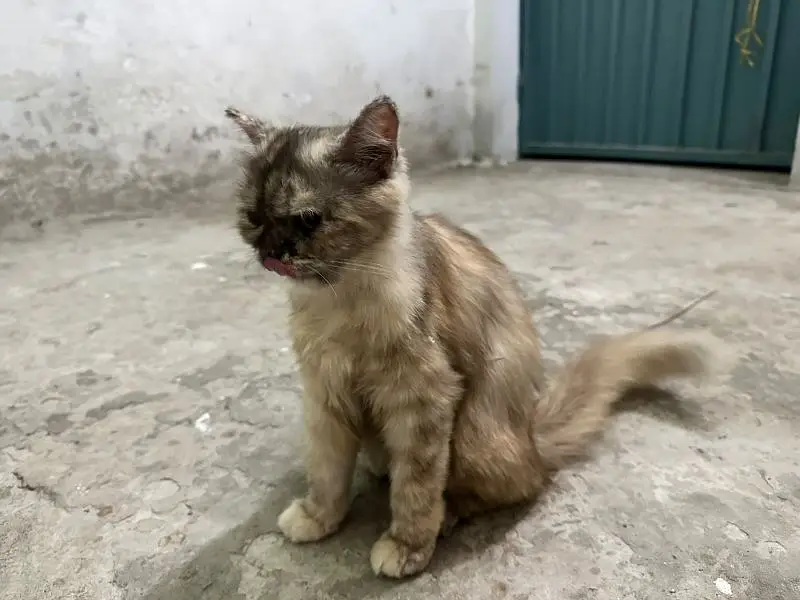 Urgent sell 2 cats — photo 5