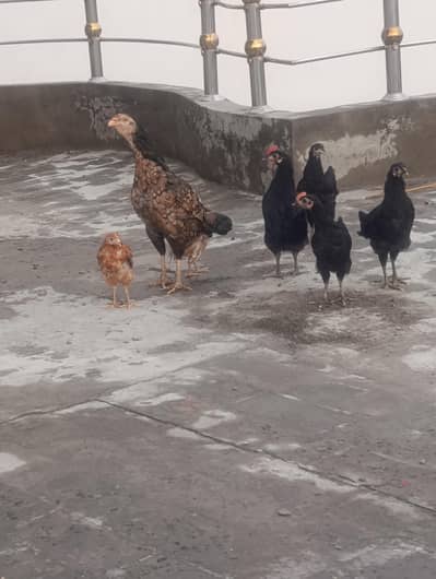 Aseel Madi with 3 pure Austolop and 1 RIR chick
