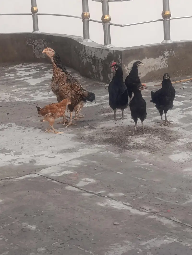 Aseel Madi with 3 pure Austolop and 1 RIR chick — photo 2