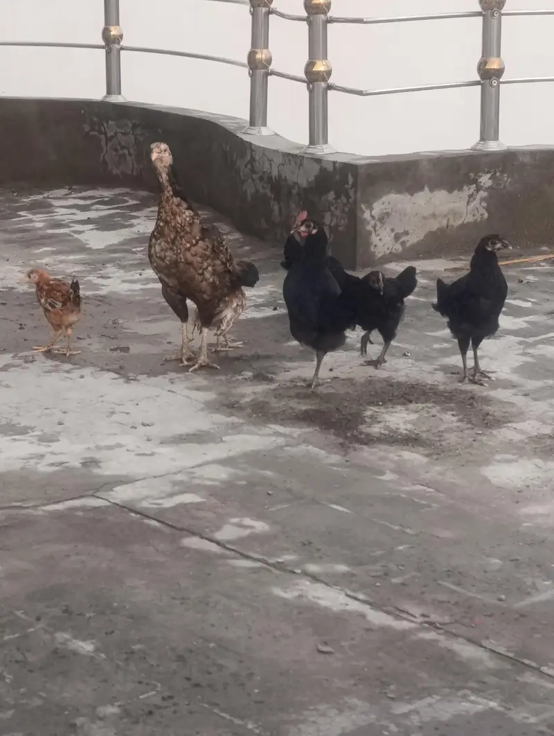 Aseel Madi with 3 pure Austolop and 1 RIR chick — photo 3