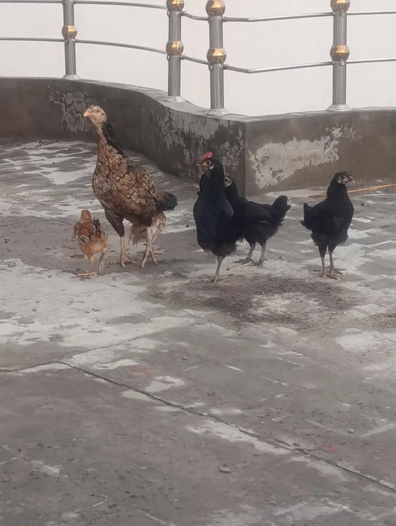 Aseel Madi with 3 pure Austolop and 1 RIR chick — photo 4