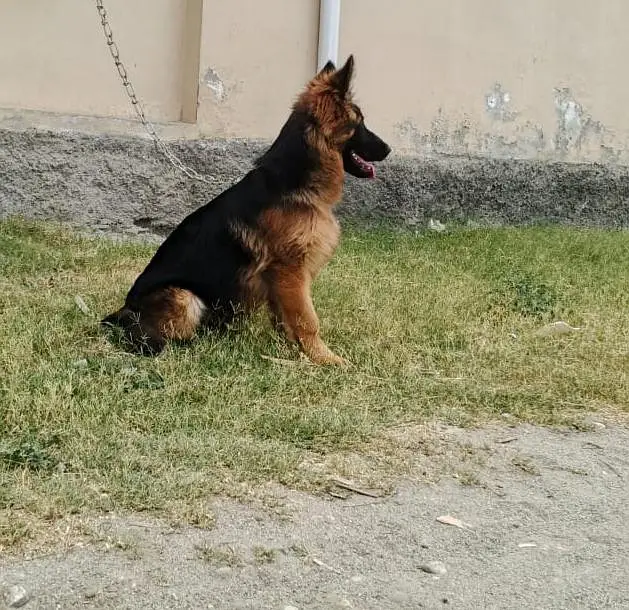 German shepherd long coat female — photo 2