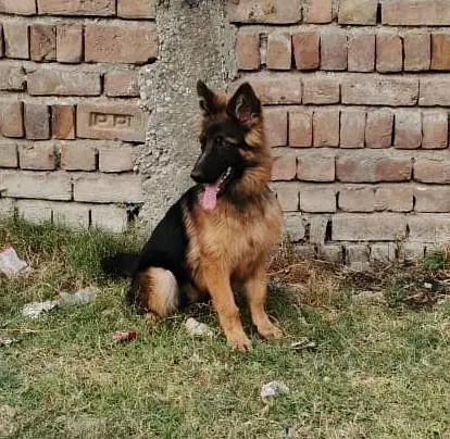 German shepherd long coat female — photo 3