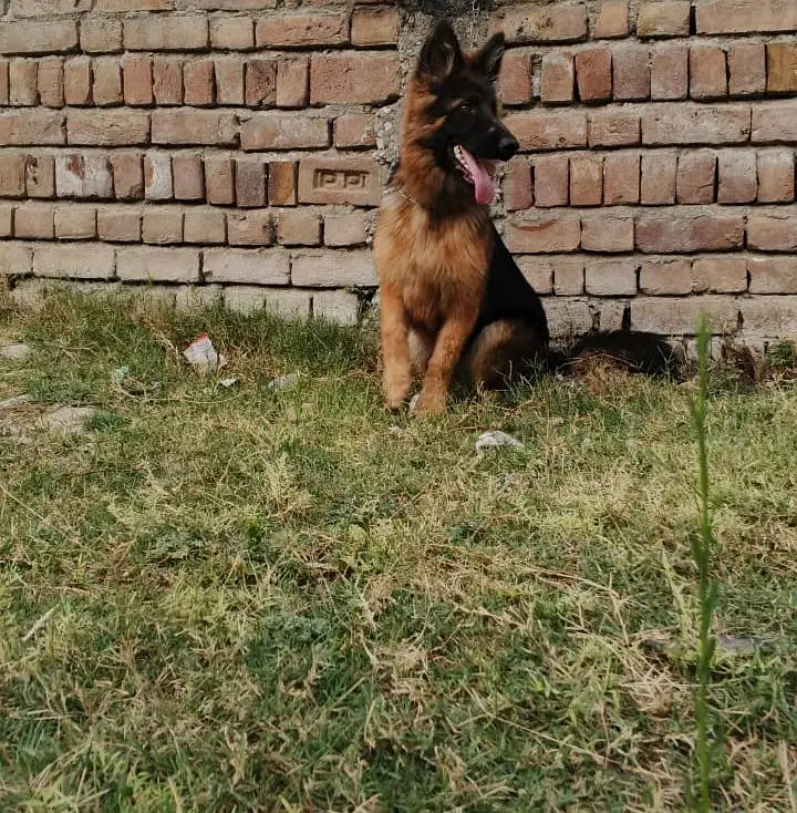 German shepherd long coat female — photo 4