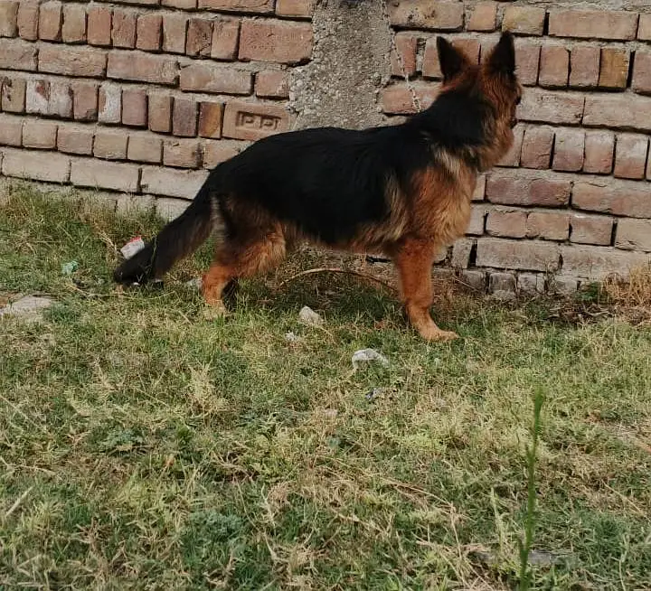 German shepherd long coat female — photo 5