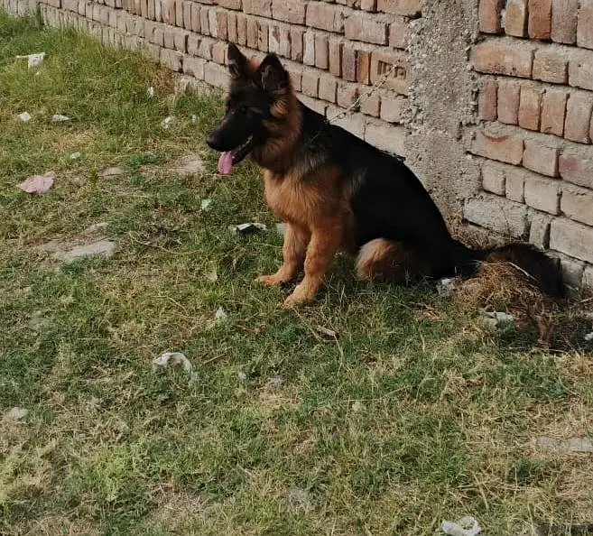 German shepherd long coat female — photo 6