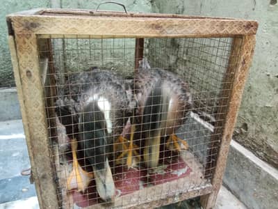 Ducks Pair for Sale (Cage Free)
