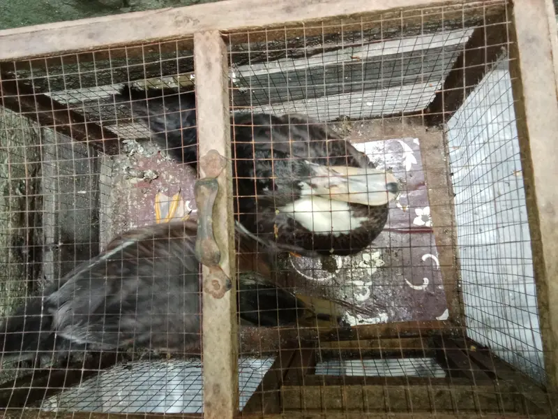 Ducks Pair for Sale (Cage Free) — photo 2