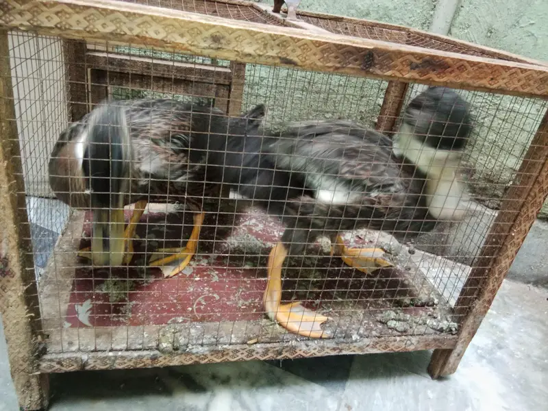 Ducks Pair for Sale (Cage Free) — photo 3