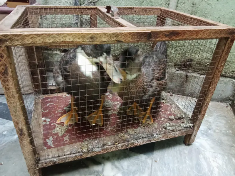 Ducks Pair for Sale (Cage Free) — photo 4