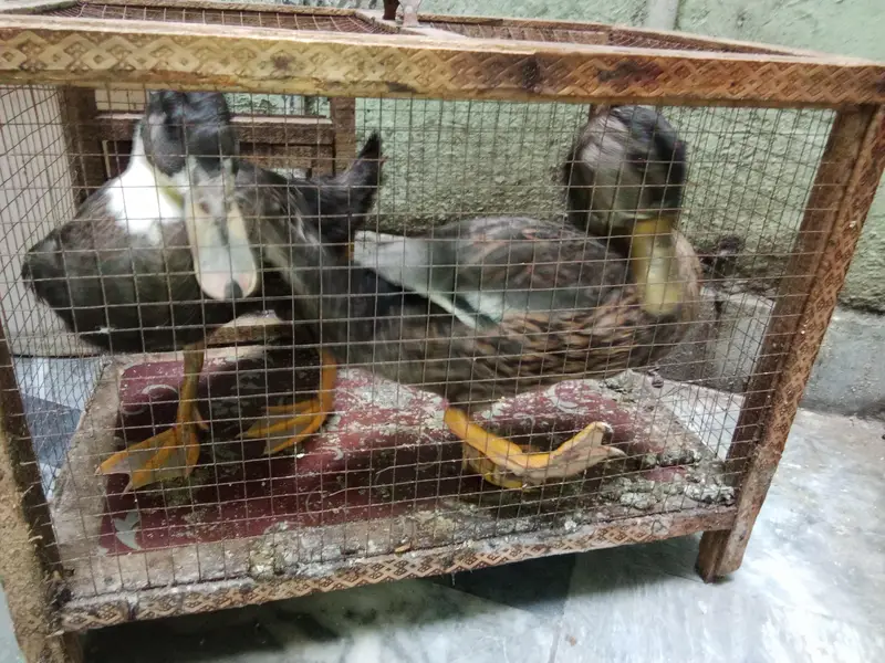 Ducks Pair for Sale (Cage Free) — photo 5