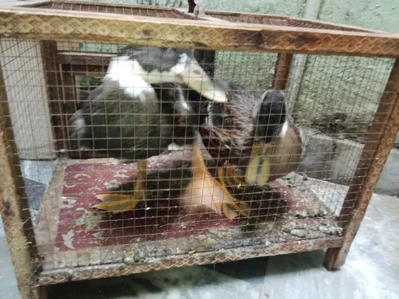 Ducks Pair for Sale (Cage Free) — photo 6