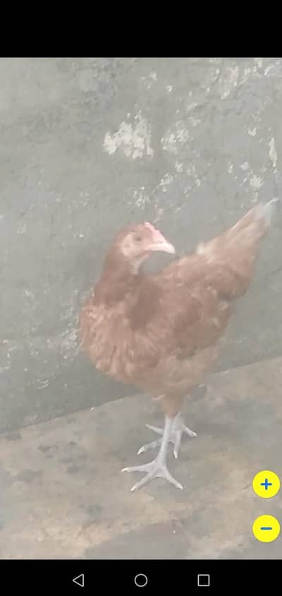4 Desi hens