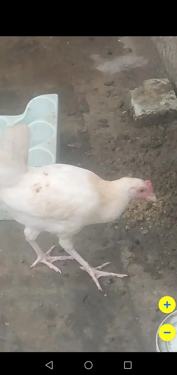 4 Desi hens — photo 2