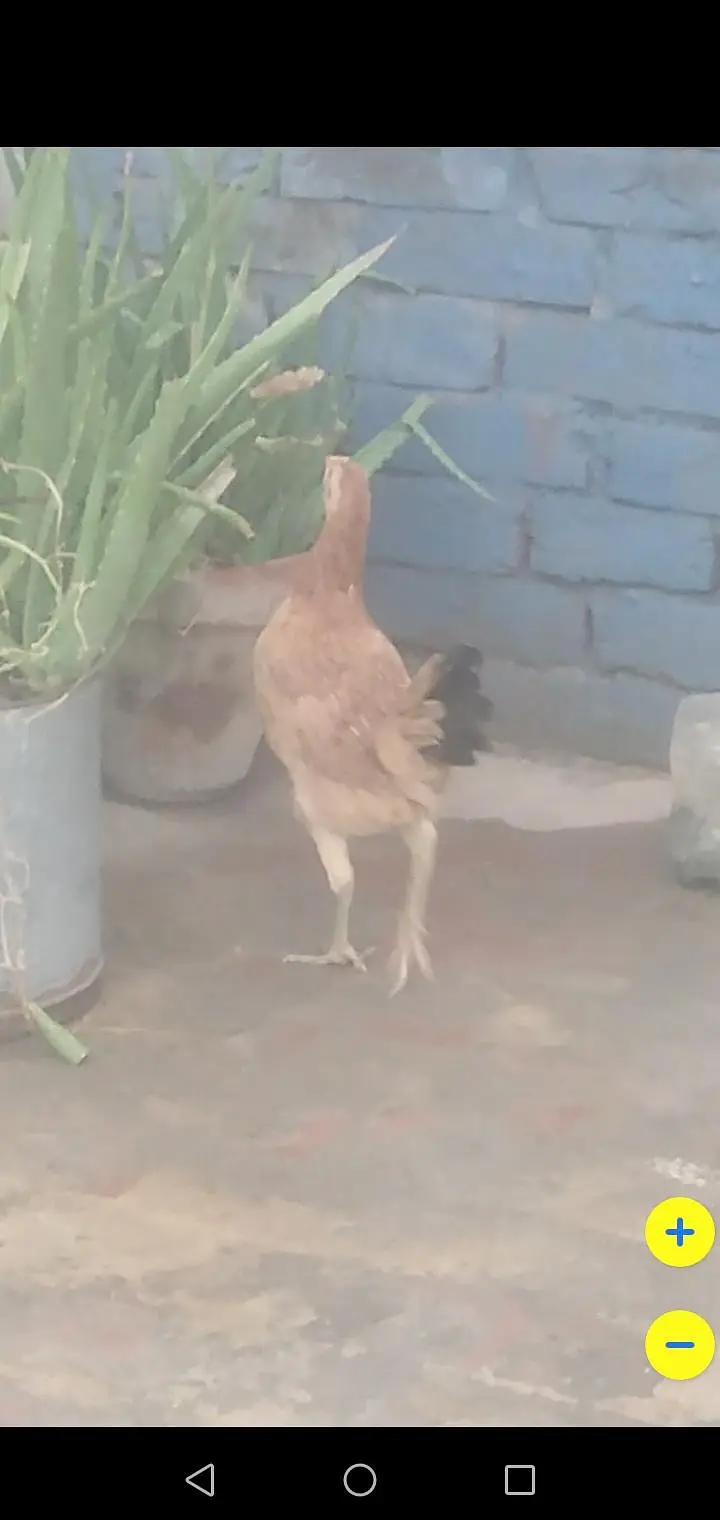 4 Desi hens — photo 3