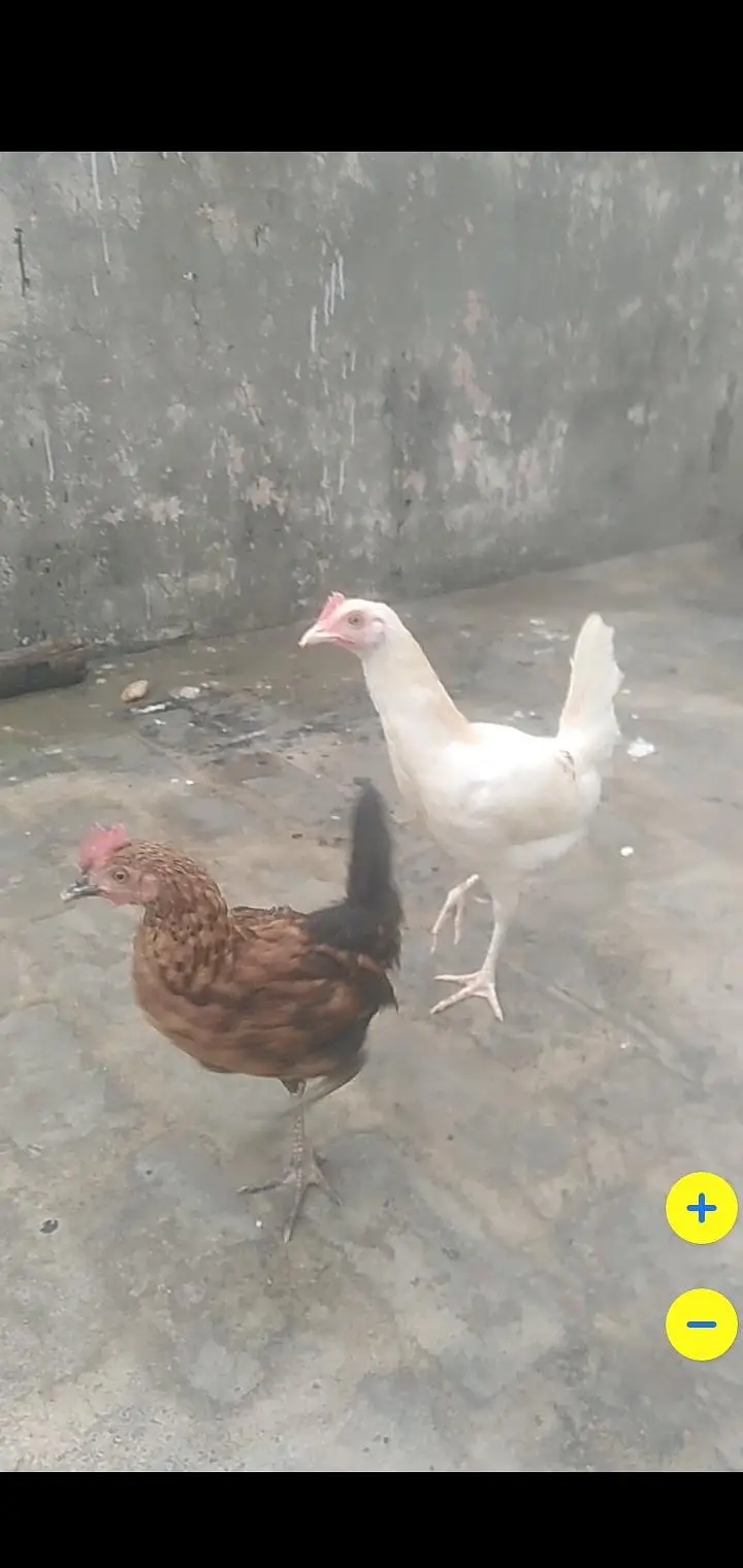 4 Desi hens — photo 4