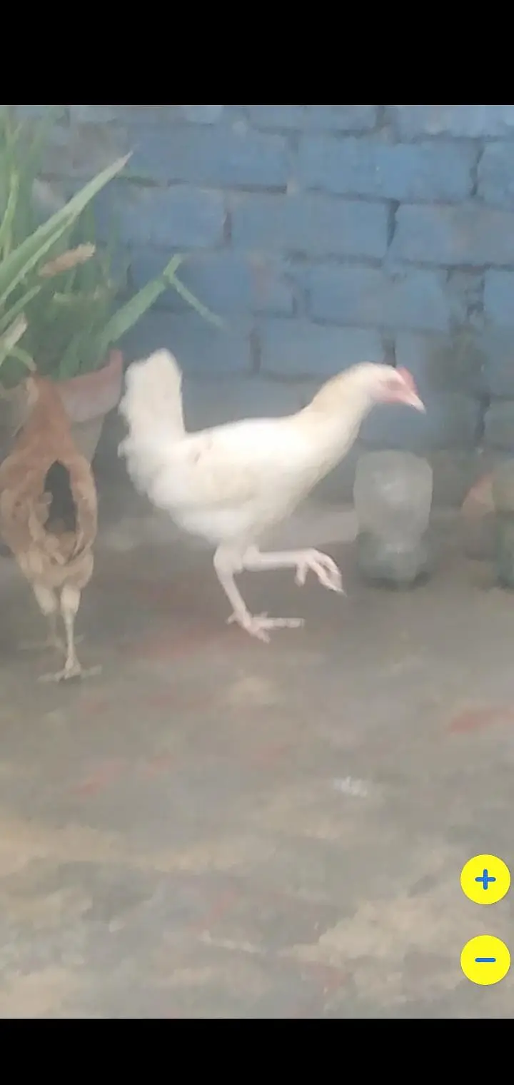 4 Desi hens — photo 5