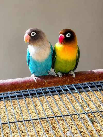 Love Bird pair looking for new home
