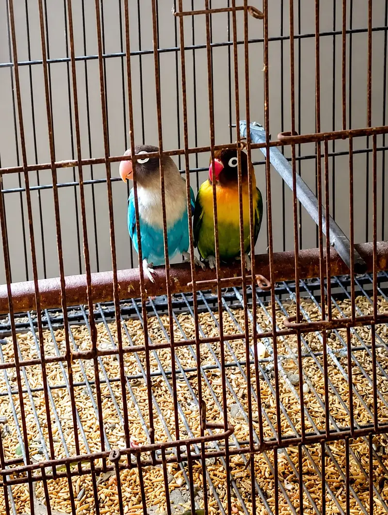 Love Bird pair looking for new home — photo 2