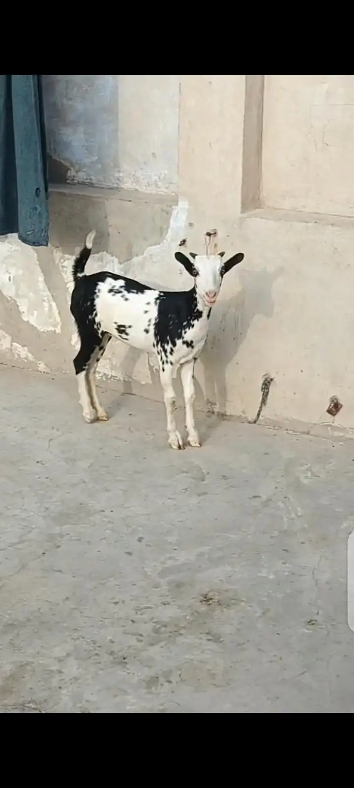 Teddy Goats Abluck, Black Abluck TEDDY GOATS — photo 4