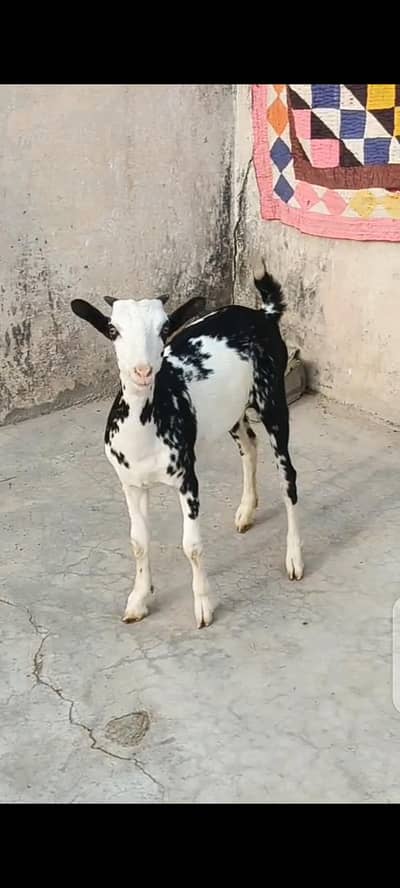 Teddy Goats Abluck, Black Abluck TEDDY GOATS