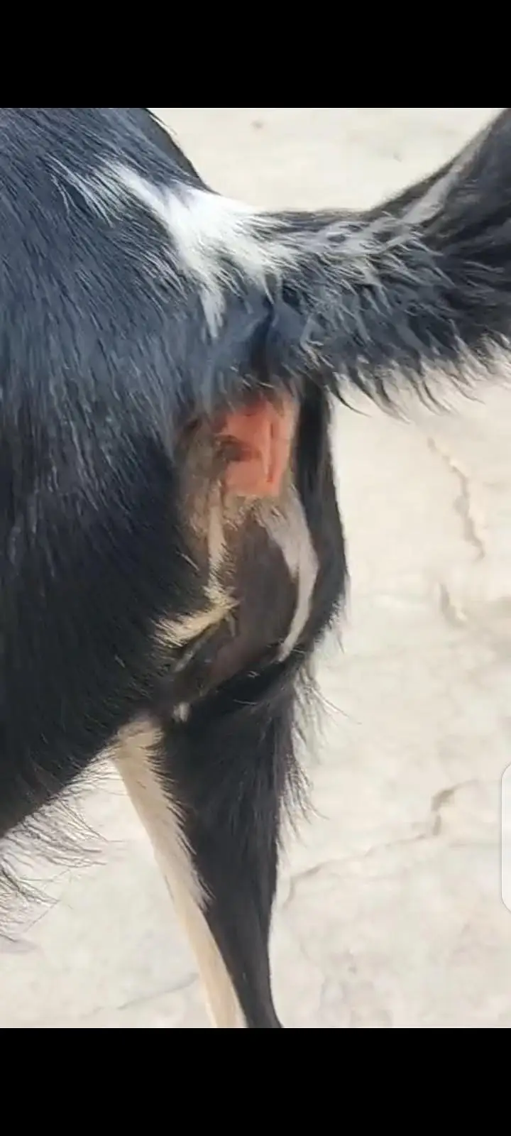 Teddy Goats Abluck, Black Abluck TEDDY GOATS — photo 2