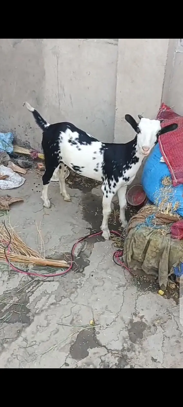 Teddy Goats Abluck, Black Abluck TEDDY GOATS — photo 3